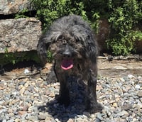 Notable Lil Mr Nassar ~ Stellar House Gentleman ! - Photo 1