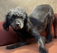 Notable Lil Mr Nassar ~ Stellar House Gentleman ! - Photo 2