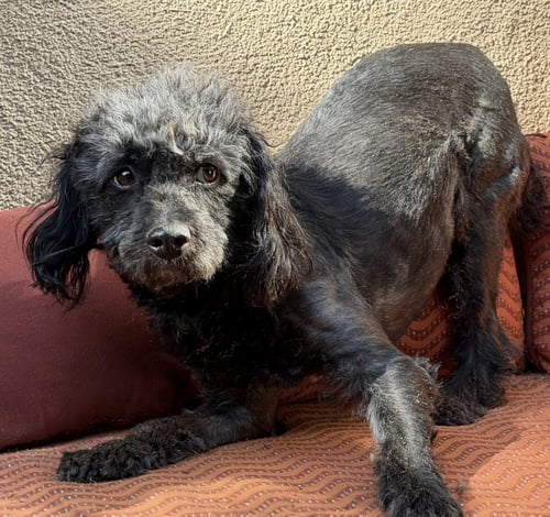 NOTABLE LIL MR NASSAR ~ STELLAR HOUSE GENTLEMAN ! - Poodle (Toy) available for adoption