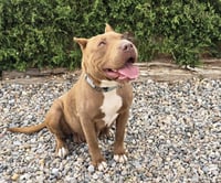 Ms Cutie Pie Chiara ~ BEST of Show American Bully - Photo 3