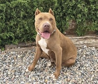 Ms Cutie Pie Chiara ~ BEST of Show American Bully - Photo 4