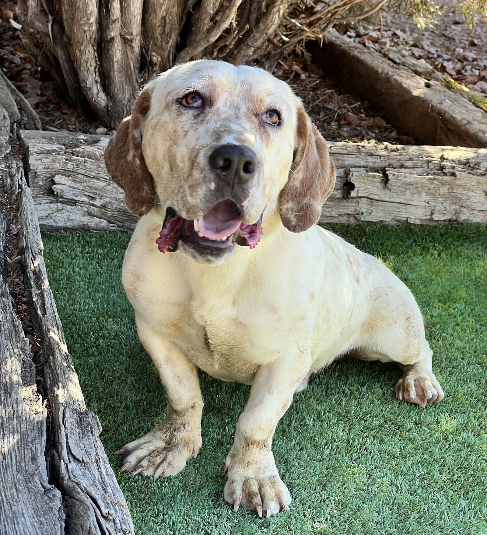 STUNNING MR S'MORES = FUN ! - Basset Hound available for adoption