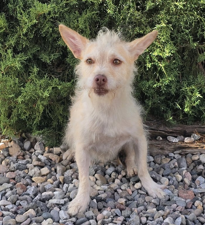 Simply Sweet Lil Mr Sirga ~ Chorkie Image
