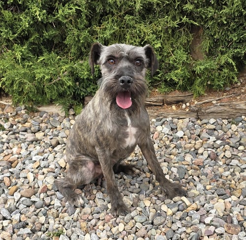 STUNNING LIL MS SNICKERS ~ SUBLIME ! - Schnauzer available for adoption