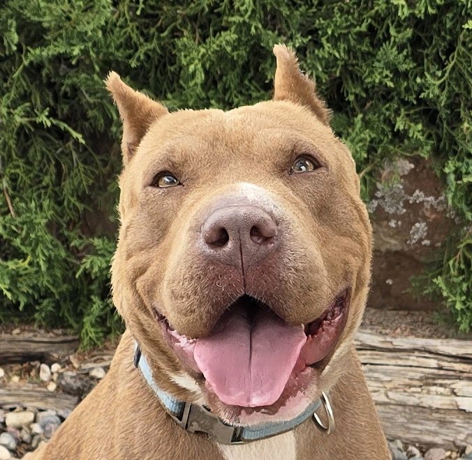 Ms Cutie Pie Chiara ~ American Bully BEST of Show! Image