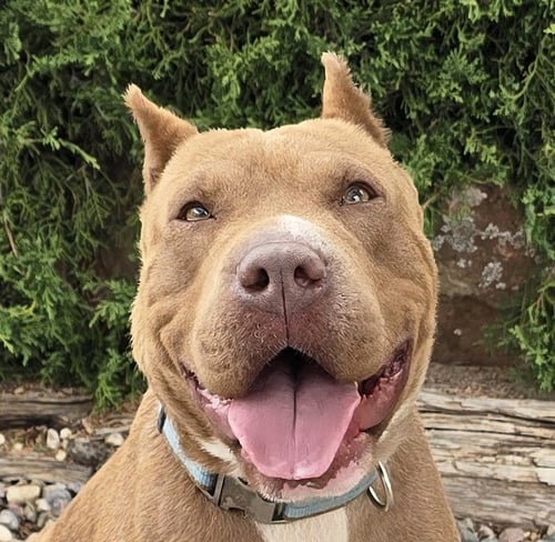 MS CUTIE PIE CHIARA ~ AMERICAN BULLY BEST OF SHOW! - Bulldog / American Staffordshire Terrier for adoption in Albuquerque