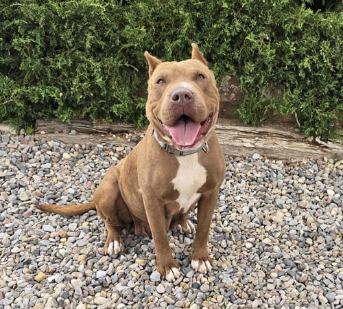 MS CUTIE PIE CHIARA ~ AMERICAN BULLY BEST OF SHOW! - Bulldog / American Staffordshire Terrier available for adoption
