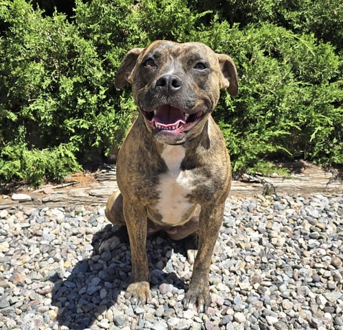 SWEET MS SAFIA ~ DARLING ! - American Staffordshire Terrier available for adoption