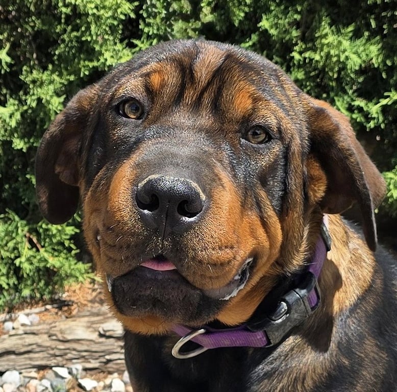 Darling Lil Ms Delores ~ Adorable Rottie Pei Pup Image