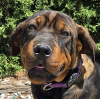 Darling Lil Ms Delores ~ Adorable Rottie Pei Pup - Photo 1