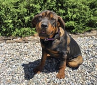 Darling Lil Ms Delores ~ Adorable Rottie Pei Pup - Photo 2