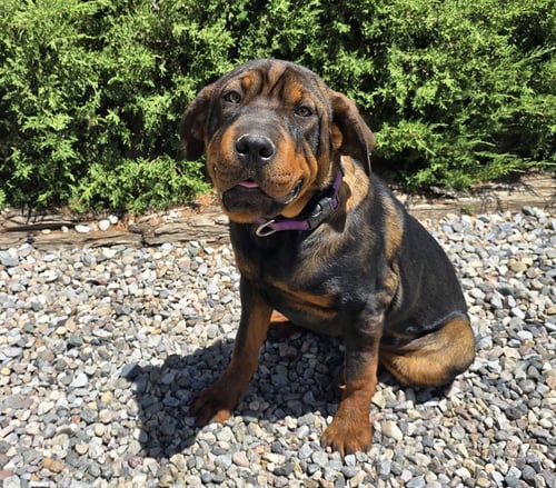 DARLING LIL MS DELORES ~ ADORABLE ROTTIE PEI PUP - Rottweiler / Shar Pei available for adoption