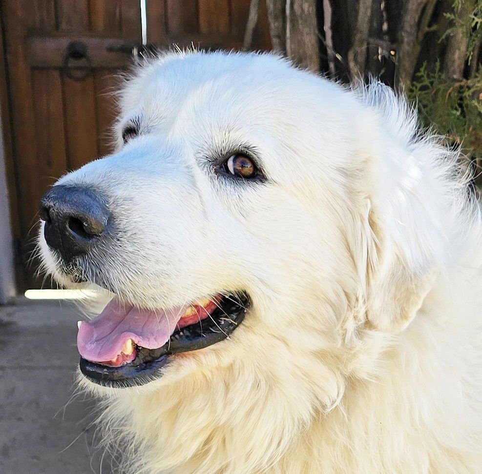 MAGNIFICENT MR MIGUEL ~ GREAT PYR !!! - Great Pyrenees available for adoption