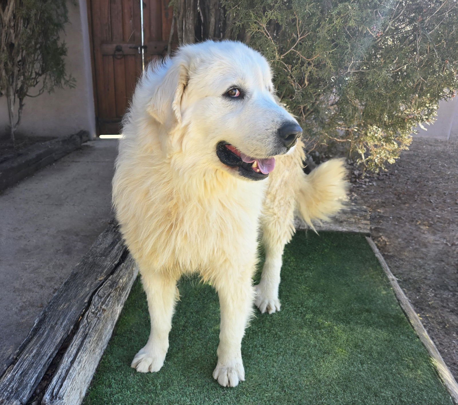 MAGNIFICENT MR MIGUEL ~ GREAT PYR !!! - Great Pyrenees available for adoption