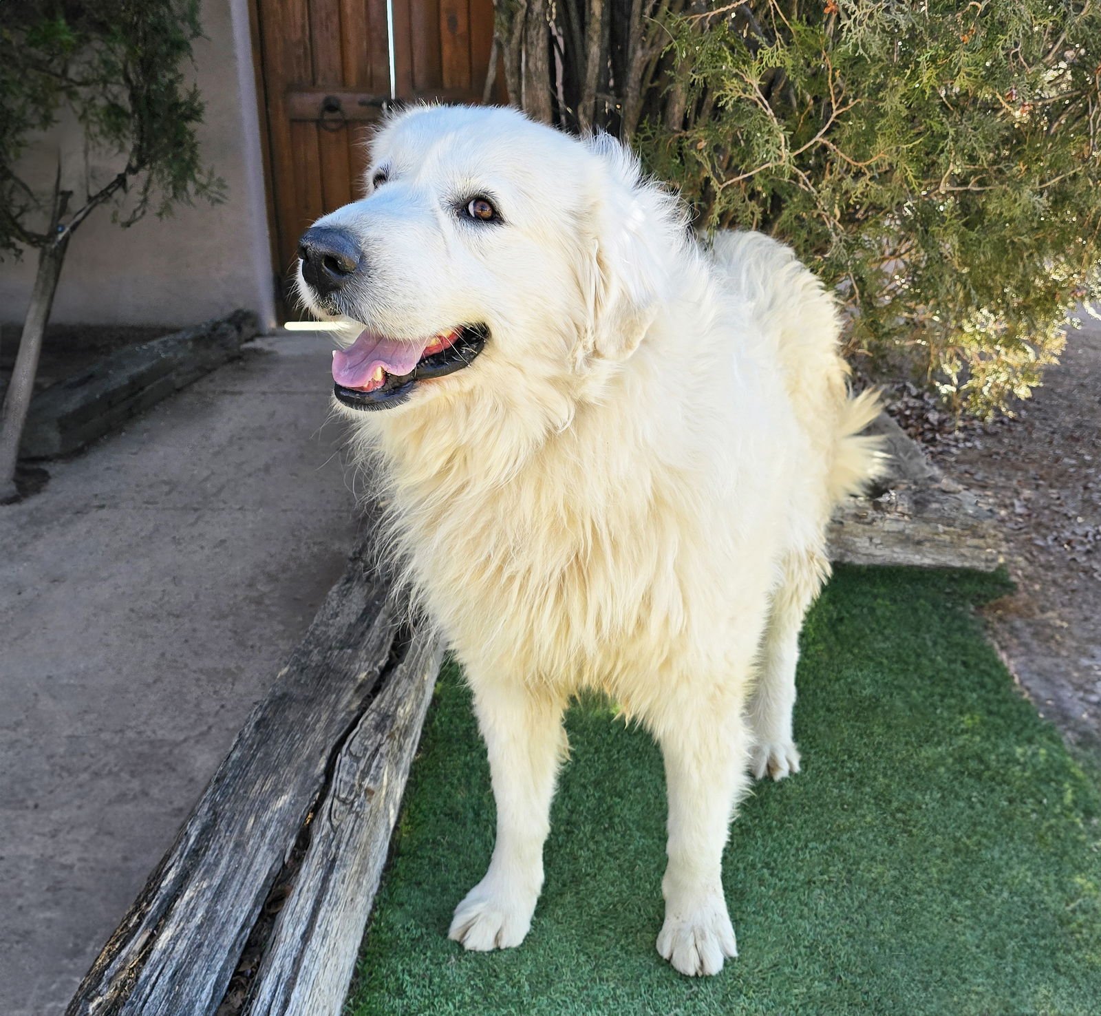 Magnificent Mr Miguel ~ GREAT Pyr !!! - Photo 3