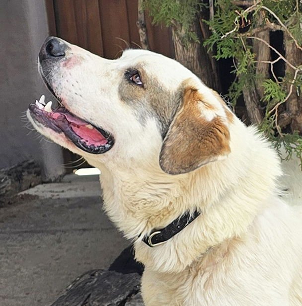 GLORIOUS MR GNOCCHI ~ SAINT PYR PUP ! - Great Pyrenees / Saint Bernard for adoption in Albuquerque