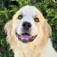 Jaunty Mr Joshua - Golden Pyr Perfection - Photo 1