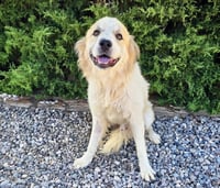 Jaunty Mr Joshua - Golden Pyr Perfection - Photo 2