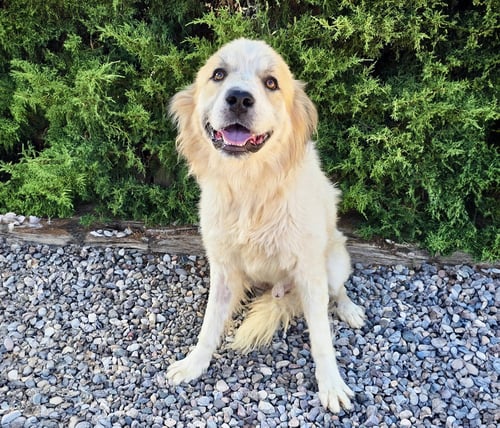JAUNTY MR JOSHUA - GOLDEN PYR PERFECTION - Golden Retriever / Great Pyrenees available for adoption