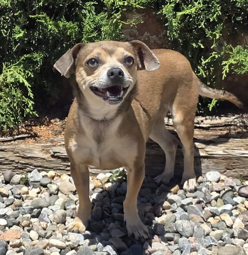 NOTABLE LIL MS NAN ~ CHARMING CHIWEENIE - Dachshund / Chihuahua available for adoption