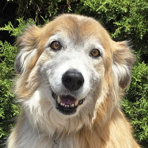 FLAWLESS MS FARAH ~ EXQUISITE COLLIE ! - Collie for adoption in Albuquerque