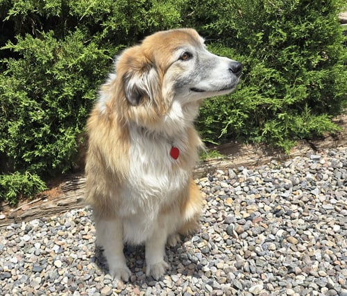 FLAWLESS MS FARAH ~ EXQUISITE COLLIE ! - Collie available for adoption