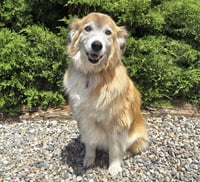 Flawless Ms Farah ~ Exquisite Collie ! - Photo 3