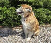 Flawless Ms Farah ~ Exquisite Collie ! - Photo 4