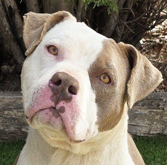 TALENTED MR TROY ~ SPECTACULAR AMERICAN BULLY ! - Bulldog / American Staffordshire Terrier for adoption in Albuquerque