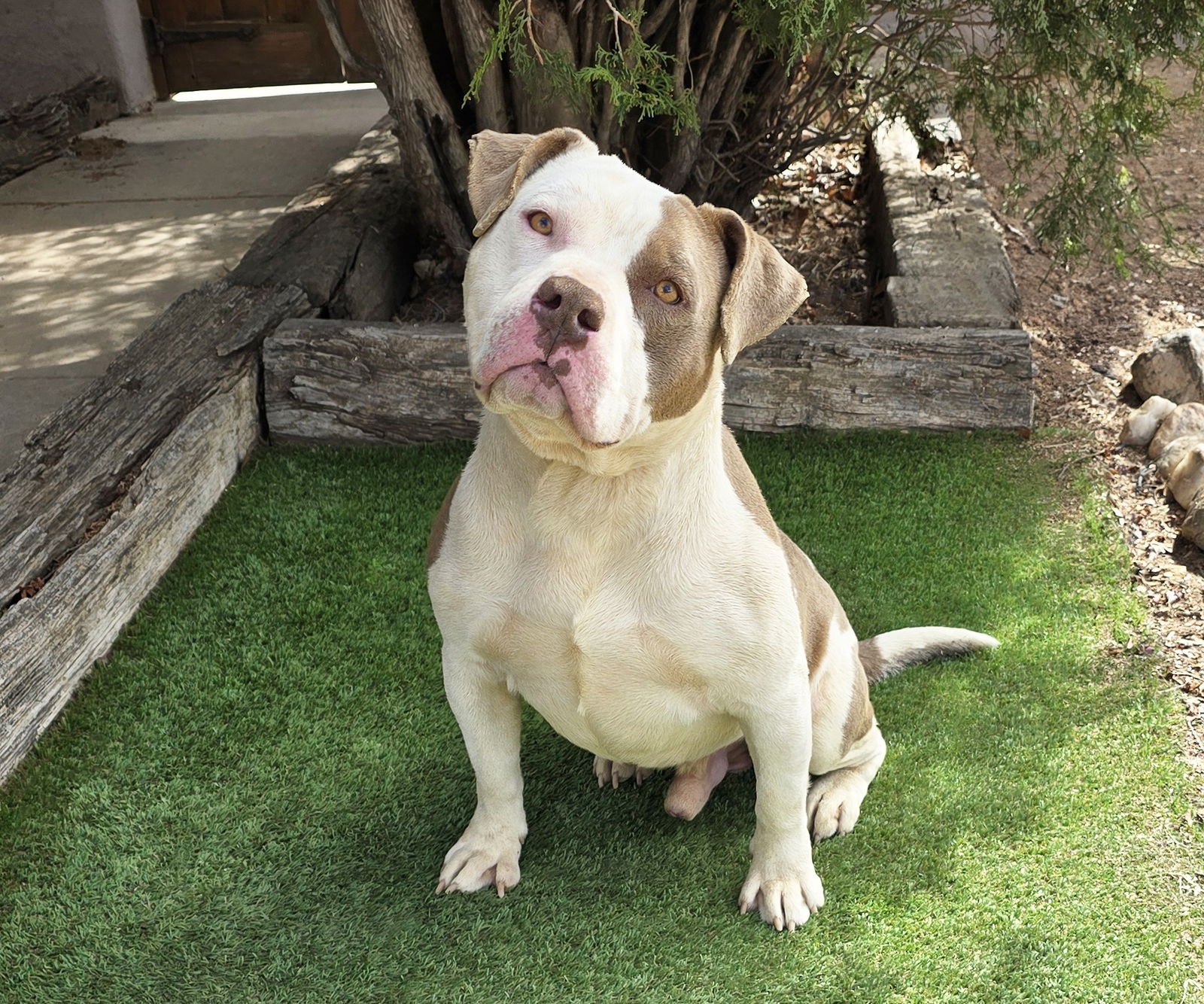 Talented Mr Troy ~ Spectacular American Bully ! - Photo 2