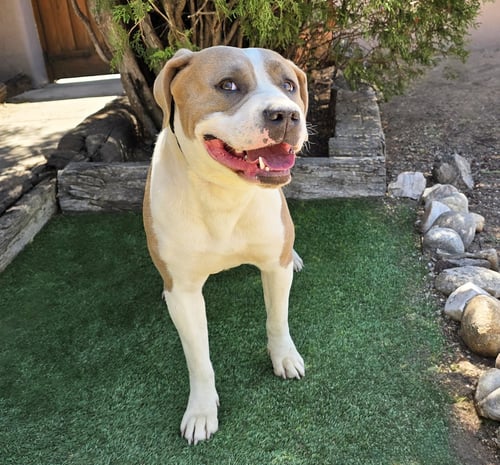 IRRESISTIBLE MS IKON ~ GLORIOUS ! - American Staffordshire Terrier available for adoption