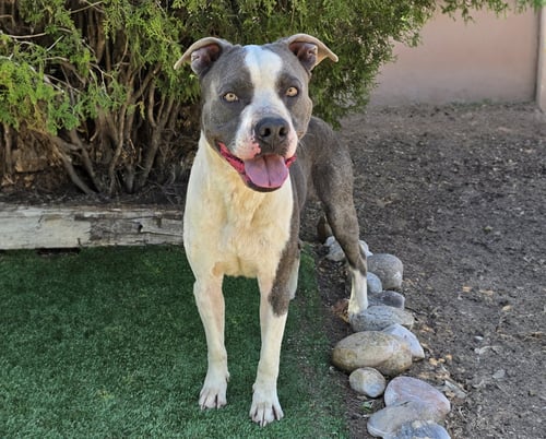 TALENTED MR THOR ~ LOADS OF LOVE ! - American Staffordshire Terrier available for adoption