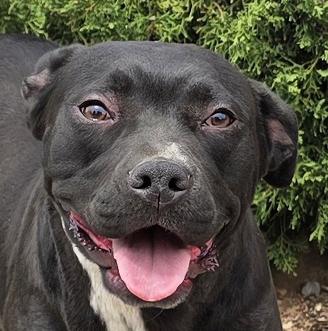 EXOTIC MS EBONY ~ DELIGHTFUL ! - American Staffordshire Terrier for adoption in Albuquerque
