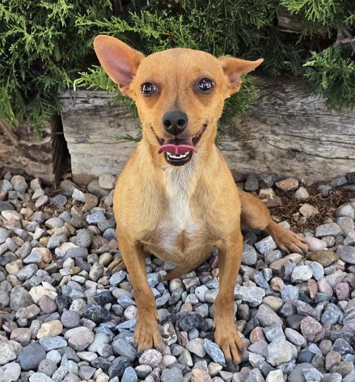 Adorable Lil Ms Ami = ROCK STAR Cuddler ! Image