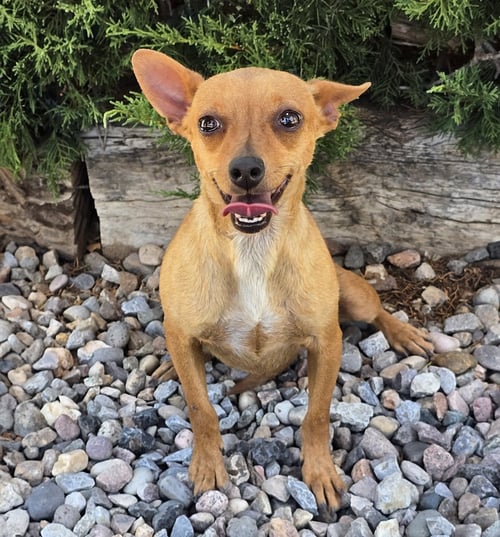 ADORABLE LIL MS AMI = ROCK STAR CUDDLER ! - Chihuahua available for adoption