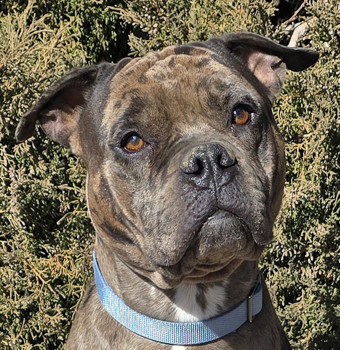 GOOD BOY GUSTOPHER ~ RARE MERLE AMERICAN BULLY - Bulldog / American Staffordshire Terrier for adoption in Albuquerque