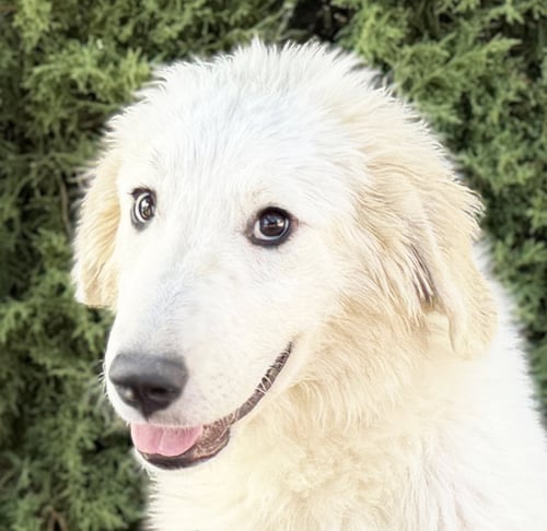 MYSTICAL LIL MS MITHRA ~ YUM !!! - Great Pyrenees for adoption in Albuquerque
