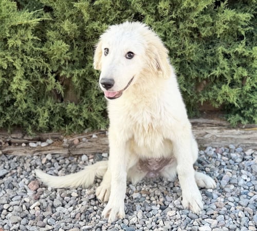 MYSTICAL LIL MS MITHRA ~ YUM !!! - Great Pyrenees available for adoption