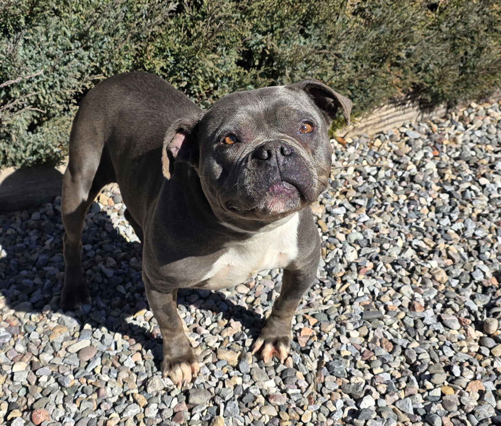 FABULOUS MS FIORE ~ PRECIOUS POCKET BULLY ! - Bulldog / American Staffordshire Terrier available for adoption