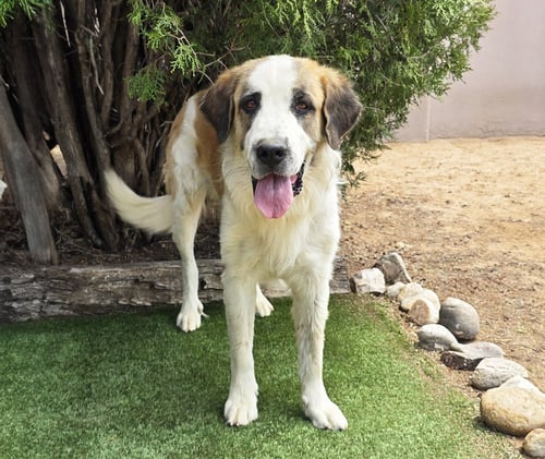 FUN LOVING FRANZ = WOW !!! - Saint Bernard available for adoption