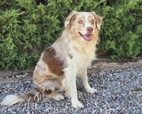 Picture Perfect Painter ~ EXCEPTIONAL Find ! - Photo 2