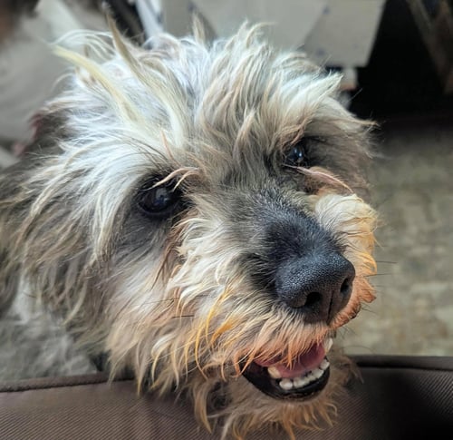 GENTLE LIL MR GRAHAM = WOW ! - Schnauzer available for adoption