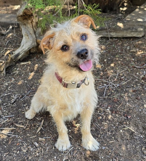ALWAYS HAPPY HERK ~ EASY BORDER TERRIER ! - Border Terrier for adoption in Albuquerque