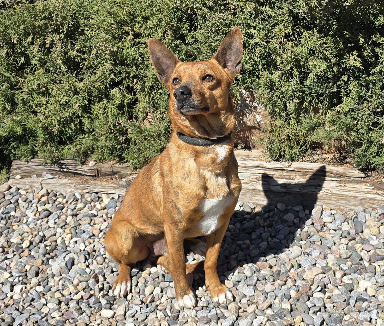 MAJESTIC MR MASATO ~ DARLING DORGI ! - Dachshund / Corgi for adoption in Albuquerque