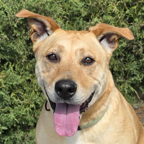 ANGELIC MS ANNICE ~ EXCEPTIONAL ! - American Staffordshire Terrier for adoption in Albuquerque