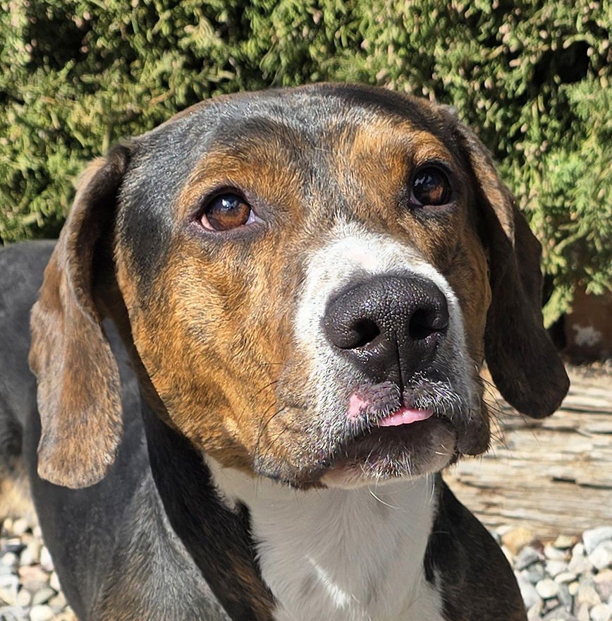 POLITE MR POCO ~ ​LOVELY BOY ! - Basset Hound for adoption in Albuquerque