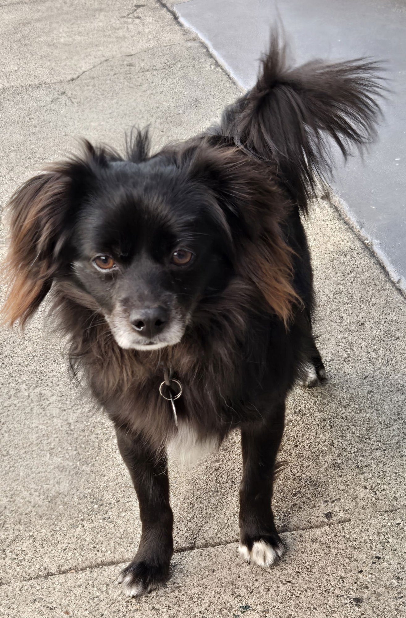 DOMINO - Pomeranian available for adoption