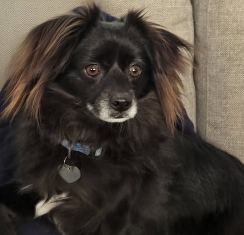 DOMINO - Pomeranian available for adoption