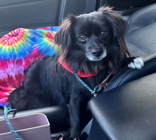 DOMINO - Pomeranian available for adoption
