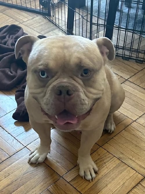 SIMBA - Bulldog available for adoption